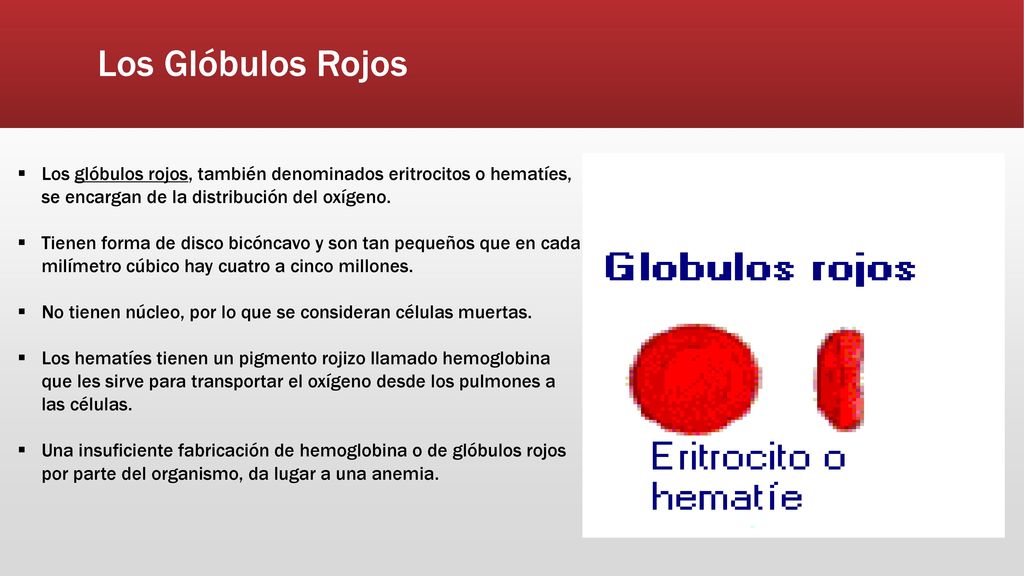 Los Glóbulos Rojos Los glóbulos rojos, también denominados eritrocitos o hematíes, se encargan de la distribución del oxígeno.