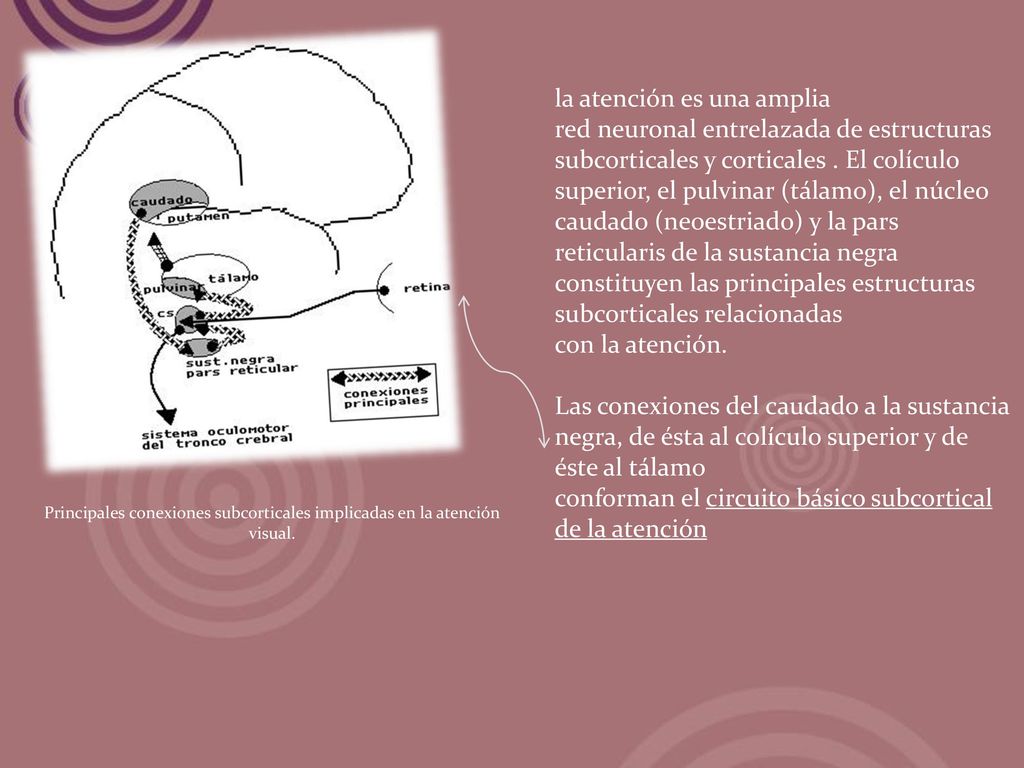 Principales conexiones subcorticales implicadas en la atención
