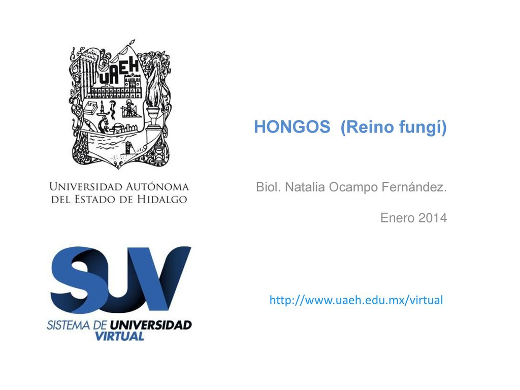 HONGOS (Reino fungí) Biol. Natalia Ocampo Fernández. Enero 2014 t