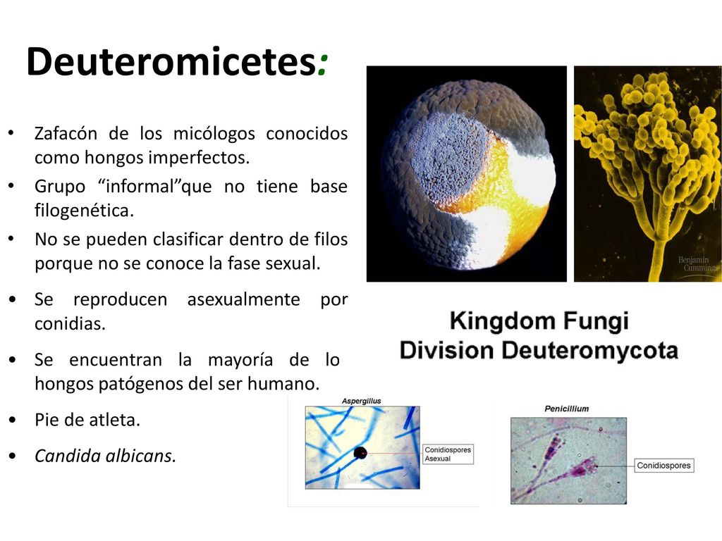 Deuteromicetes: Zafacón de los micólogos conocidos como hongos imperfectos. Grupo informal que no tiene base filogenética.