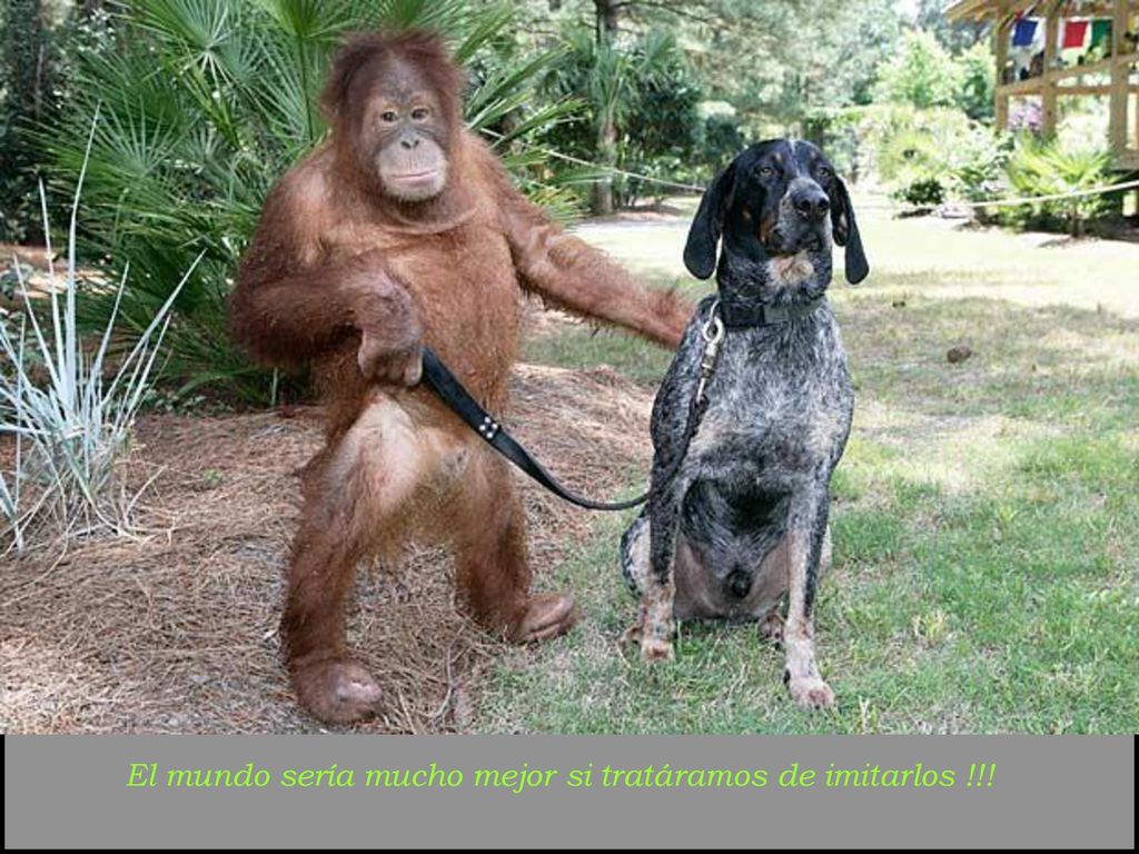 El mundo sería mucho mejor si tratáramos de imitarlos !!!