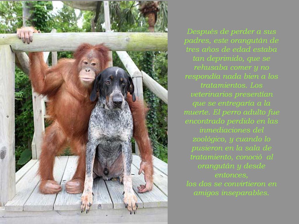 Después de perder a sus padres, este orangután de tres años de edad estaba tan deprimido, que se rehusaba comer y no respondía nada bien a los tratamientos.