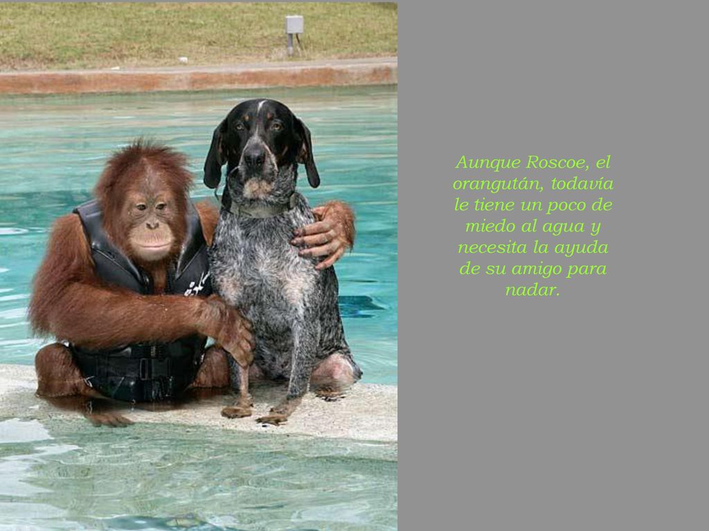 Aunque Roscoe, el orangután, todavía le tiene un poco de miedo al agua y necesita la ayuda de su amigo para nadar.