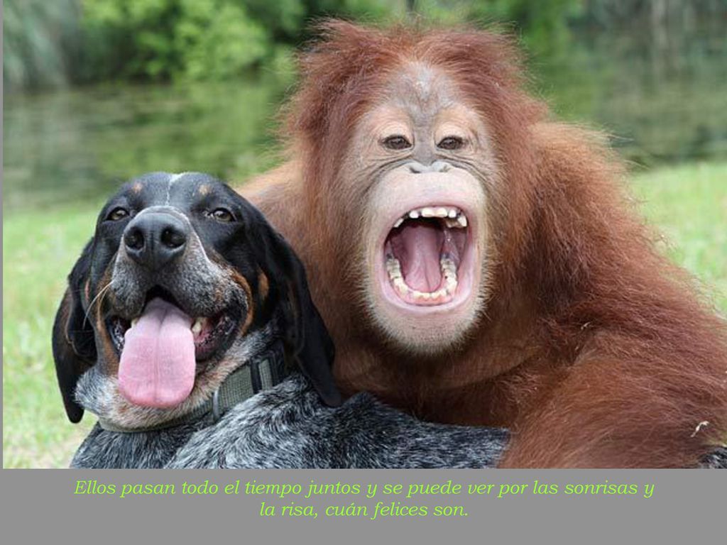 Ellos pasan todo el tiempo juntos y se puede ver por las sonrisas y la risa, cuán felices son.