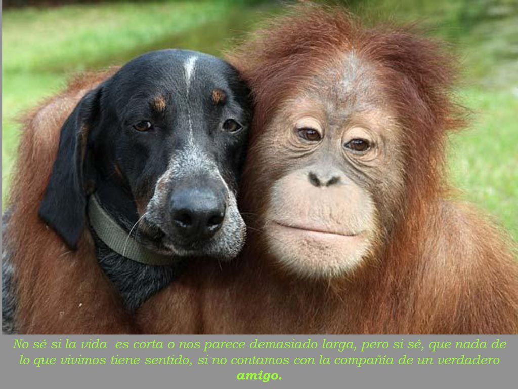 No sé si la vida es corta o nos parece demasiado larga, pero si sé, que nada de lo que vivimos tiene sentido, si no contamos con la compañía de un verdadero amigo.