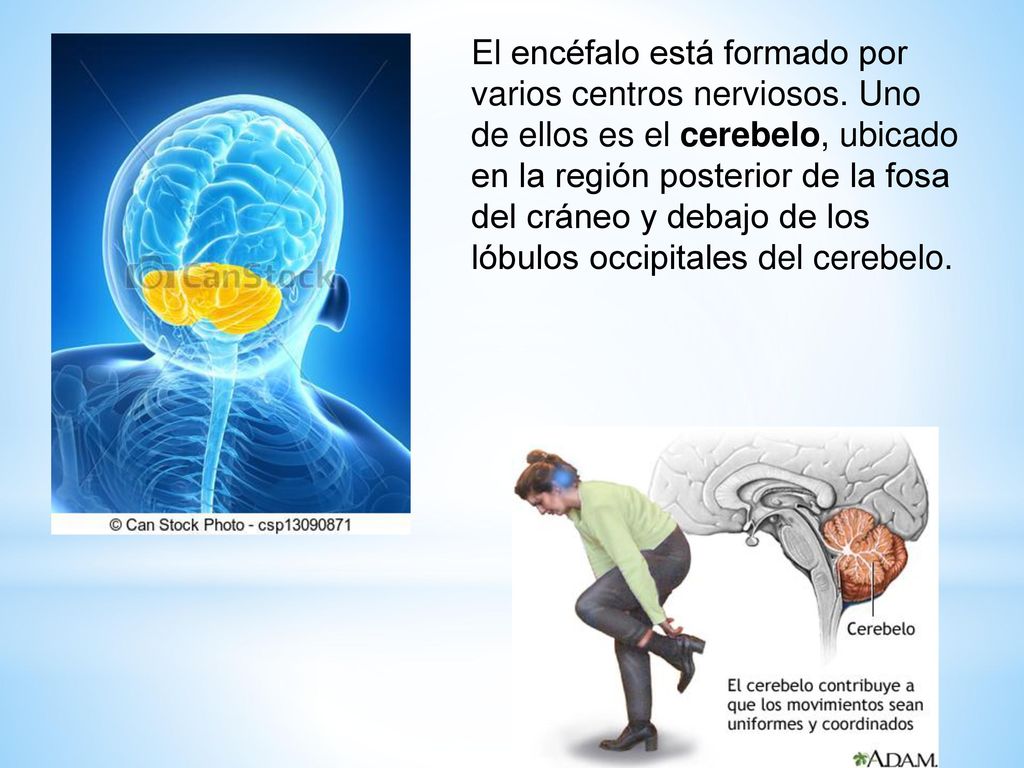 El encéfalo está formado por varios centros nerviosos