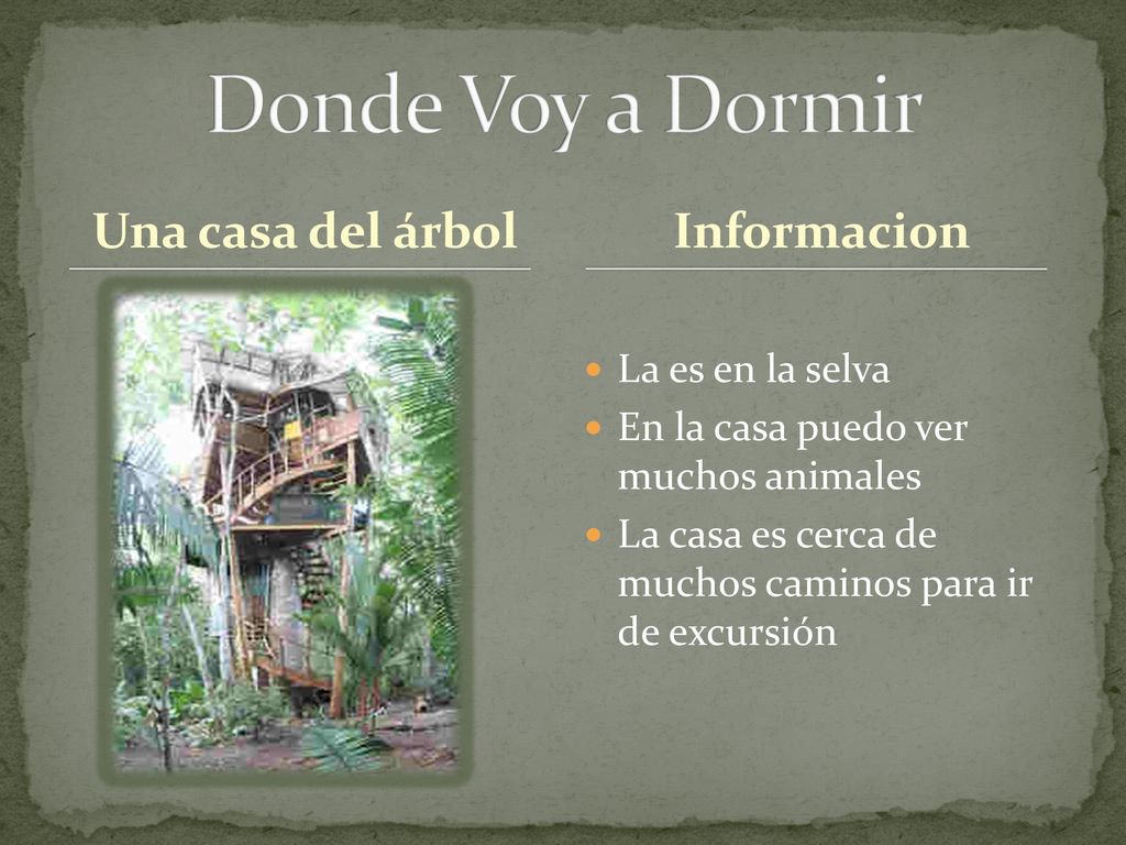Donde Voy a Dormir Una casa del árbol Informacion La es en la selva