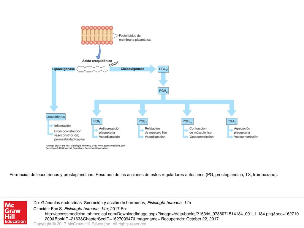 Formación de leucotrienos y prostaglandinas