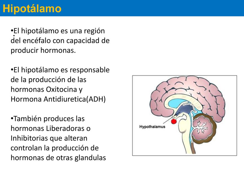 Hipotálamo El hipotálamo es una región del encéfalo con capacidad de producir hormonas.