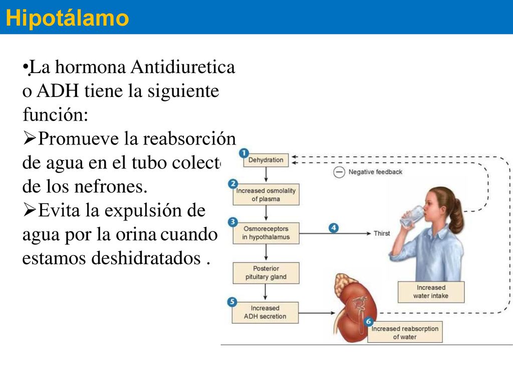 Hipotálamo La hormona Antidiuretica o ADH tiene la siguiente función: Promueve la reabsorción de agua en el tubo colector de los nefrones.
