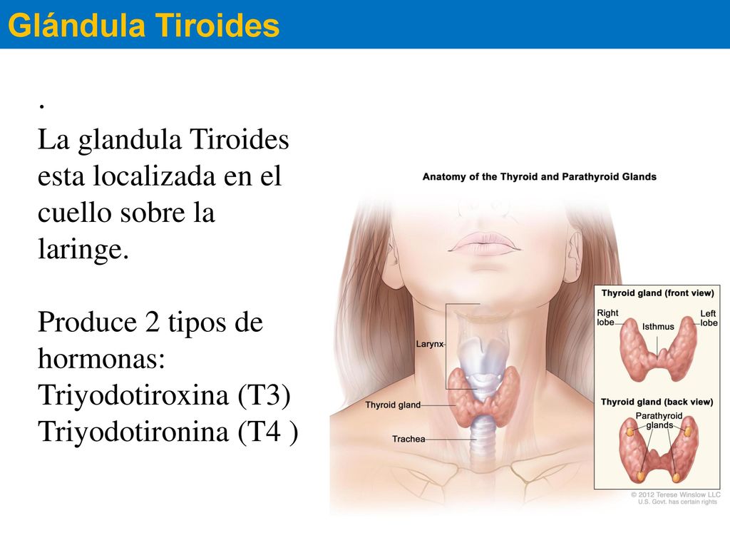 Glándula Tiroides . La glandula Tiroides esta localizada en el cuello sobre la laringe. Produce 2 tipos de hormonas: