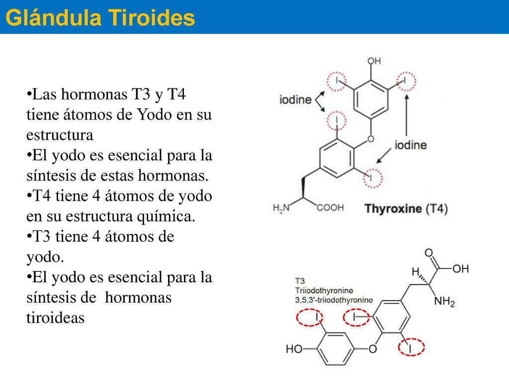 Glándula Tiroides Las hormonas T3 y T4 tiene átomos de Yodo en su estructura. El yodo es esencial para la síntesis de estas hormonas.