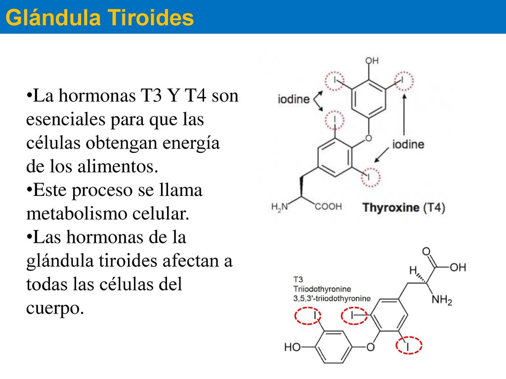 Glándula Tiroides La hormonas T3 Y T4 son esenciales para que las células obtengan energía de los alimentos.