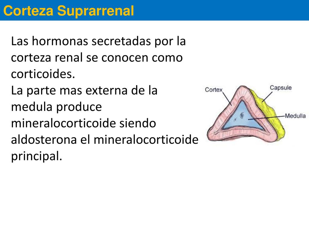 Corteza Suprarrenal Las hormonas secretadas por la corteza renal se conocen como corticoides.