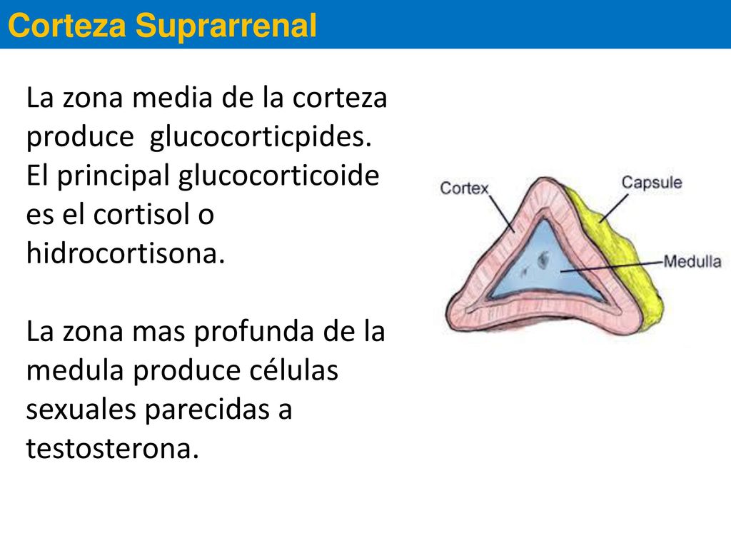 Corteza Suprarrenal La zona media de la corteza produce glucocorticpides. El principal glucocorticoide es el cortisol o hidrocortisona.