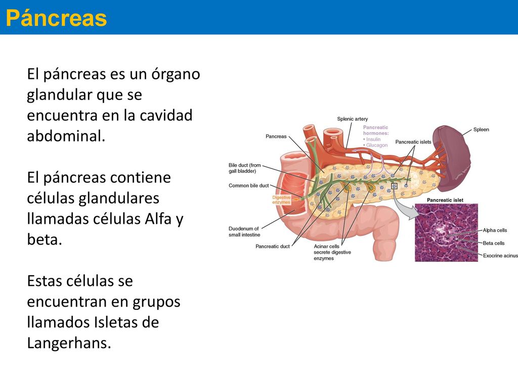 Páncreas El páncreas es un órgano glandular que se encuentra en la cavidad abdominal.