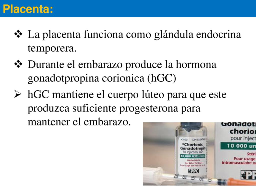 Placenta: La placenta funciona como glándula endocrina temporera. Durante el embarazo produce la hormona gonadotpropina corionica (hGC)