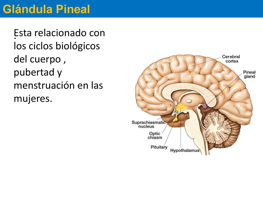 Glándula Pineal Esta relacionado con los ciclos biológicos del cuerpo , pubertad y menstruación en las mujeres.