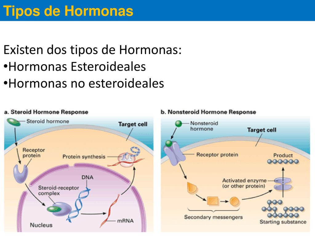 Tipos de Hormonas . Existen dos tipos de Hormonas: Hormonas Esteroideales Hormonas no esteroideales