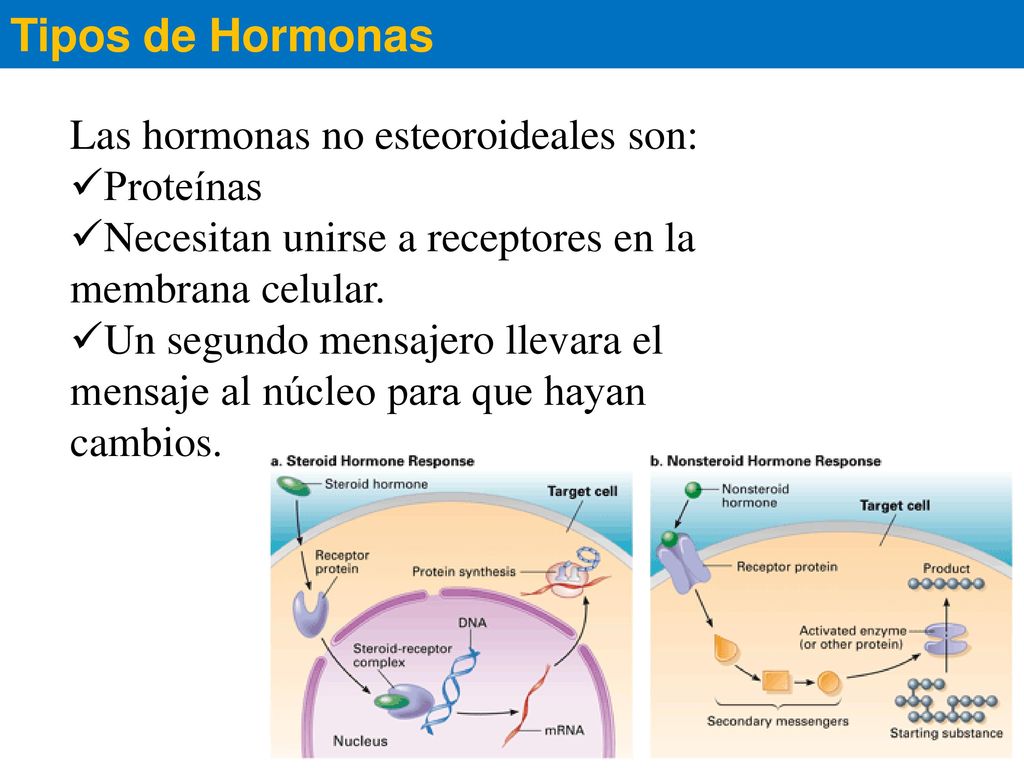 Tipos de Hormonas Las hormonas no esteoroideales son: Proteínas