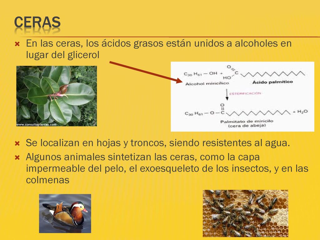 CERAS En las ceras, los ácidos grasos están unidos a alcoholes en lugar del glicerol. Se localizan en hojas y troncos, siendo resistentes al agua.