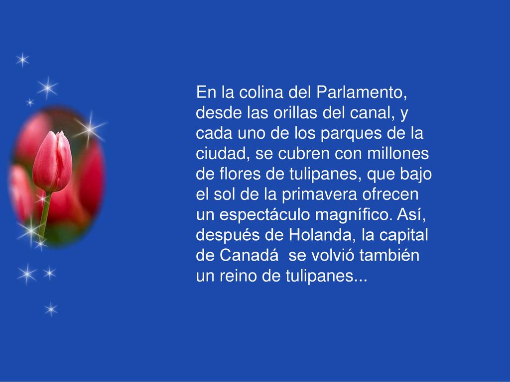 En la colina del Parlamento, desde las orillas del canal, y cada uno de los parques de la ciudad, se cubren con millones de flores de tulipanes, que bajo el sol de la primavera ofrecen un espectáculo magnífico.