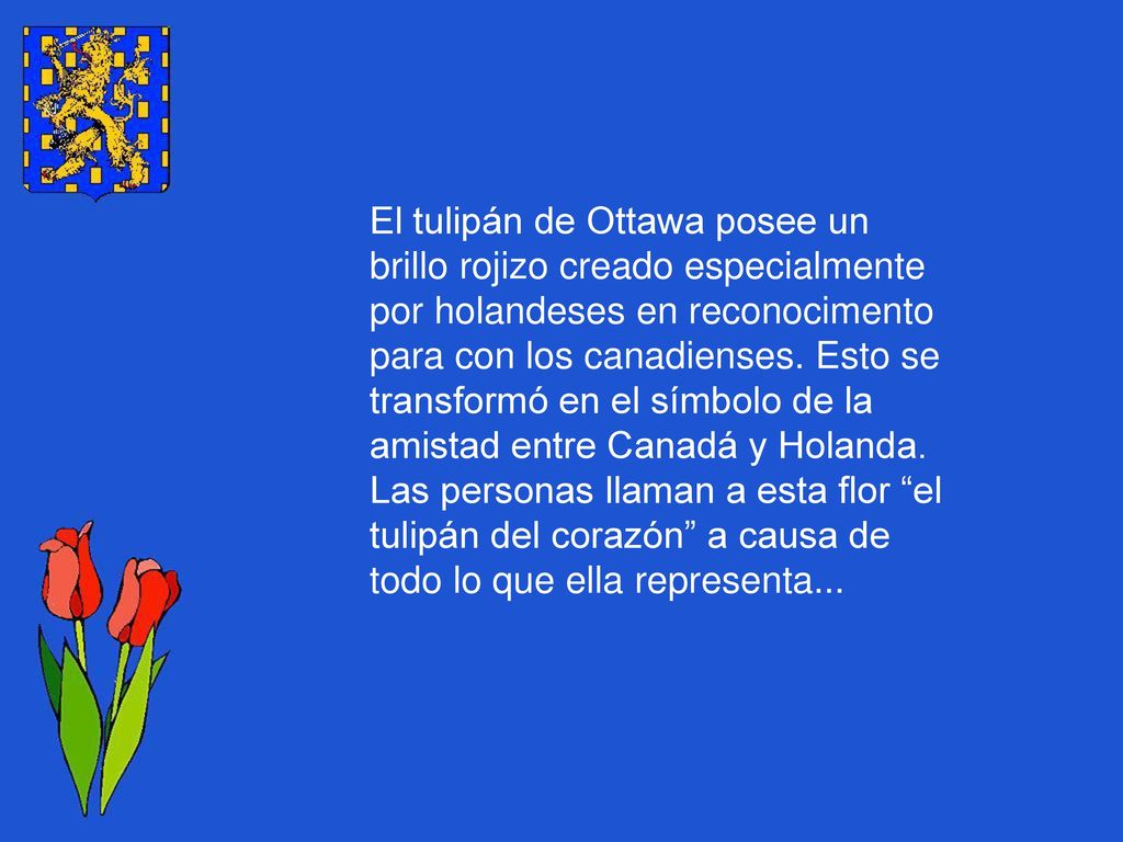El tulipán de Ottawa posee un brillo rojizo creado especialmente por holandeses en reconocimento para con los canadienses.