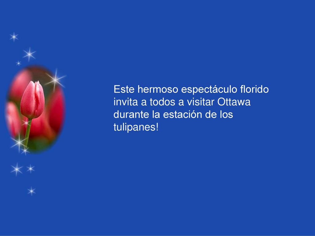 Este hermoso espectáculo florido invita a todos a visitar Ottawa durante la estación de los tulipanes!