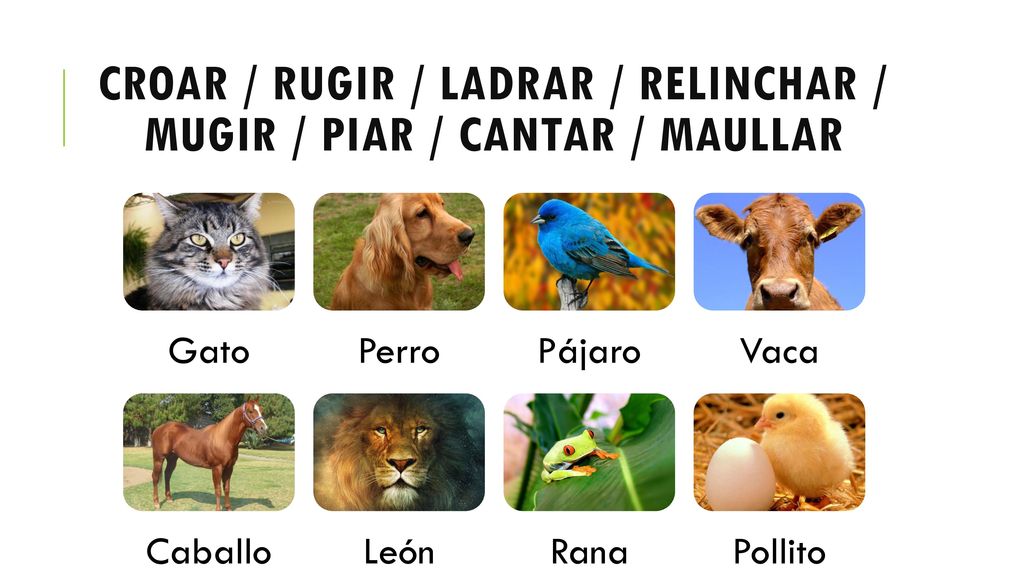 Croar / Rugir / Ladrar / Relinchar / Mugir / Piar / Cantar / Maullar