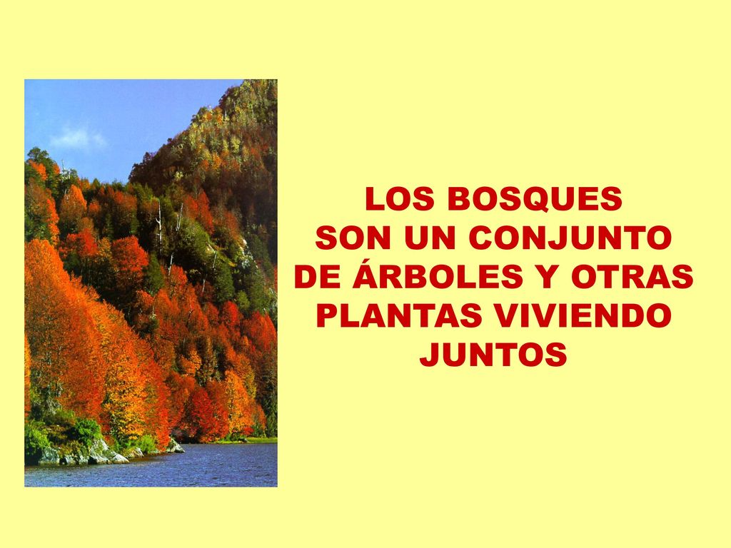 LOS BOSQUES SON UN CONJUNTO DE ÁRBOLES Y OTRAS PLANTAS VIVIENDO JUNTOS