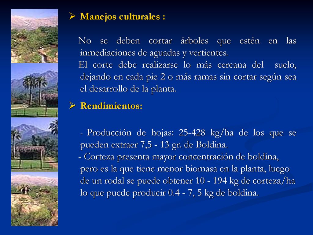 Manejos culturales : No se deben cortar árboles que estén en las inmediaciones de aguadas y vertientes.