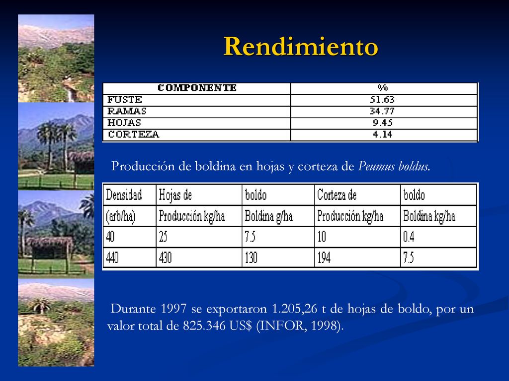 Rendimiento Producción de boldina en hojas y corteza de Peumus boldus.