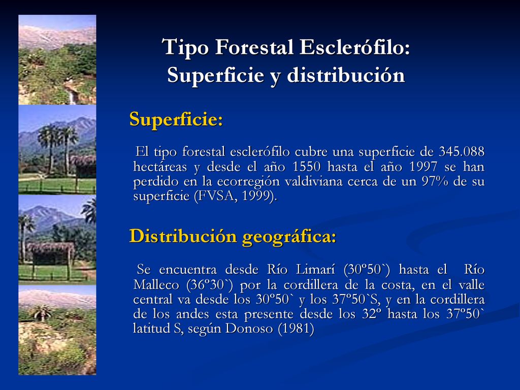 Tipo Forestal Esclerófilo: Superficie y distribución