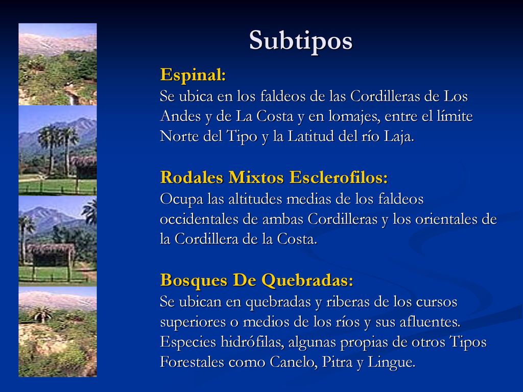 Subtipos Espinal: Rodales Mixtos Esclerofilos: Bosques De Quebradas: