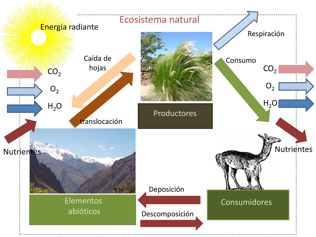 Ecosistema natural Energía radiante CO2 CO2 O2 O2 H2O H2O Productores