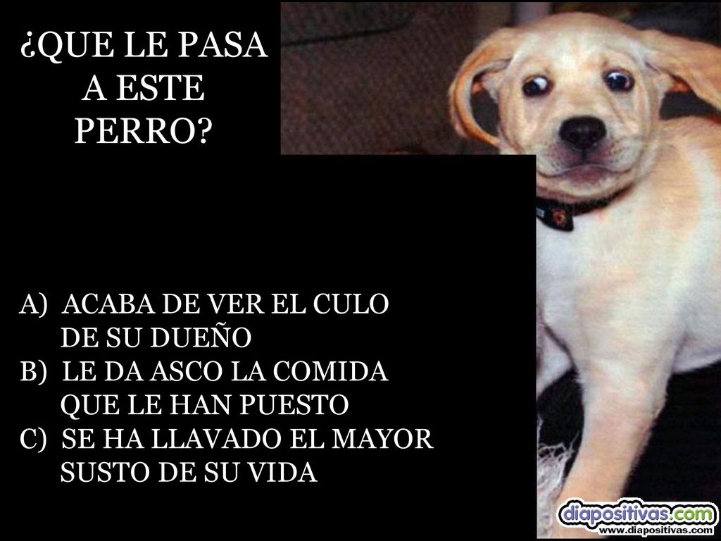 ¿QUE LE PASA A ESTE PERRO A) ACABA DE VER EL CULO DE SU DUEÑO