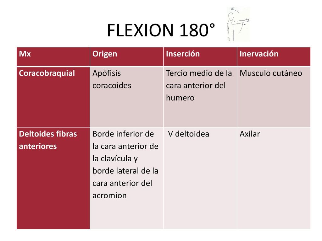 FLEXION 180° Mx Origen Inserción Inervación Coracobraquial