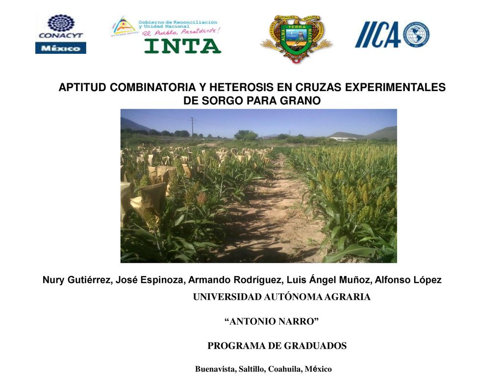 APTITUD COMBINATORIA Y HETEROSIS EN CRUZAS EXPERIMENTALES DE SORGO PARA GRANO