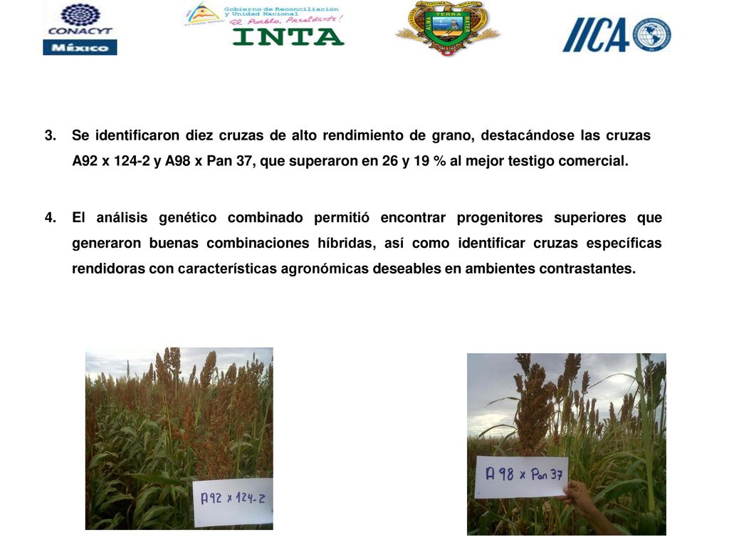 Se identificaron diez cruzas de alto rendimiento de grano, destacándose las cruzas A92 x y A98 x Pan 37, que superaron en 26 y 19 % al mejor testigo comercial.