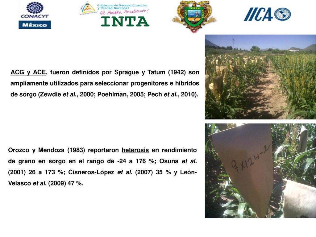 ACG y ACE, fueron definidos por Sprague y Tatum (1942) son ampliamente utilizados para seleccionar progenitores e híbridos de sorgo (Zewdie et al., 2000; Poehlman, 2005; Pech et al., 2010).