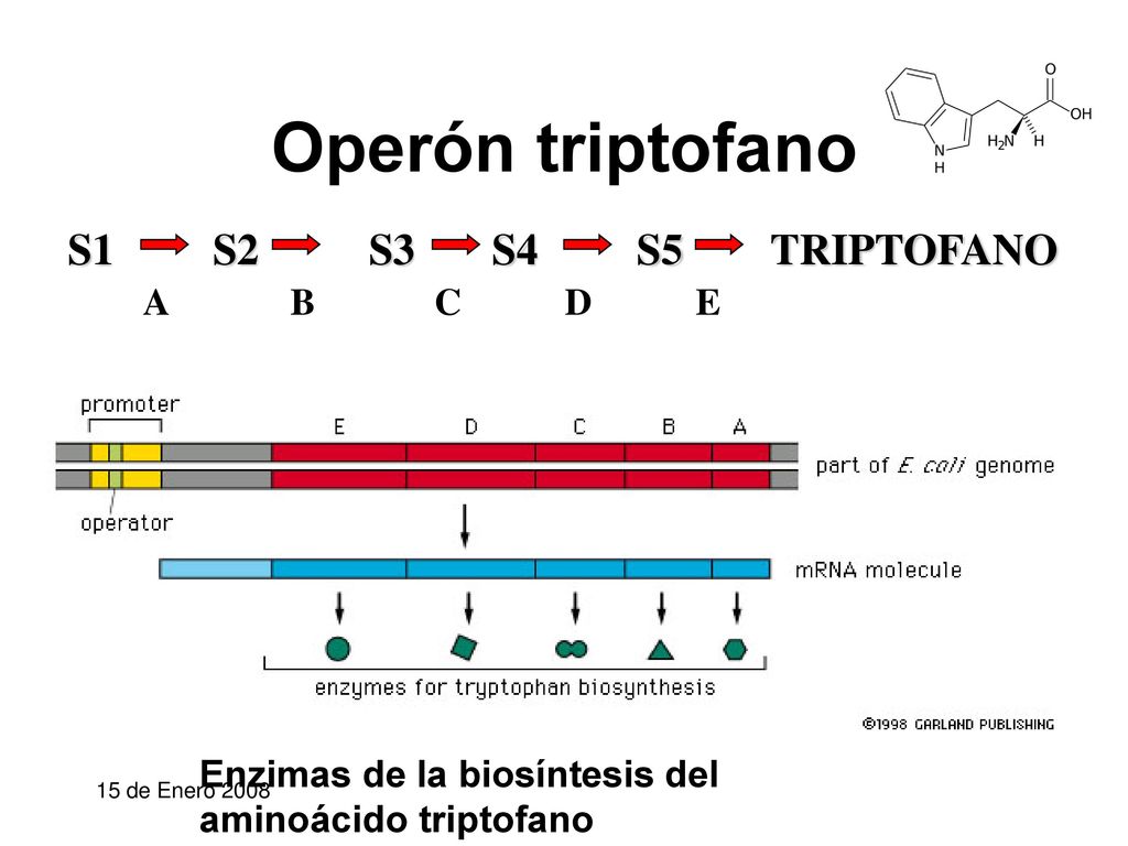 Operón triptofano S1 S2 S3 S4 S5 TRIPTOFANO A B C D E