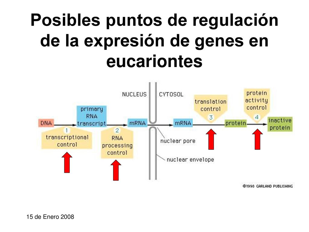 Posibles puntos de regulación de la expresión de genes en eucariontes