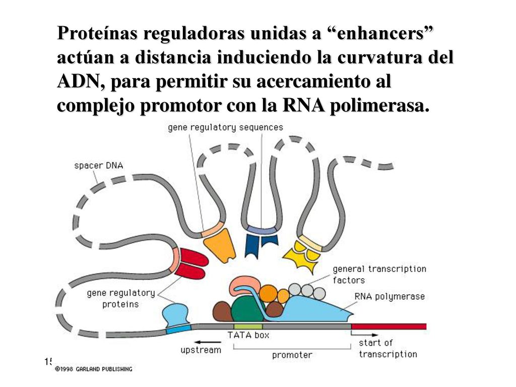 Proteínas reguladoras unidas a enhancers actúan a distancia induciendo la curvatura del ADN, para permitir su acercamiento al complejo promotor con la RNA polimerasa.