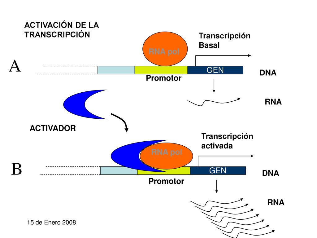 A B ACTIVACIÓN DE LA TRANSCRIPCIÓN Transcripción Basal RNA pol GEN DNA