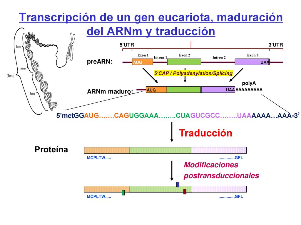 Transcripción de un gen eucariota, maduración del ARNm y traducción