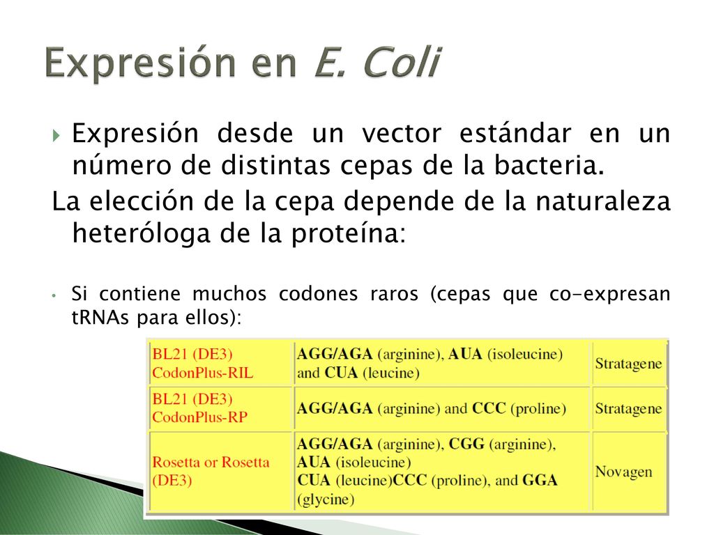 Expresión en E. Coli Expresión desde un vector estándar en un número de distintas cepas de la bacteria.