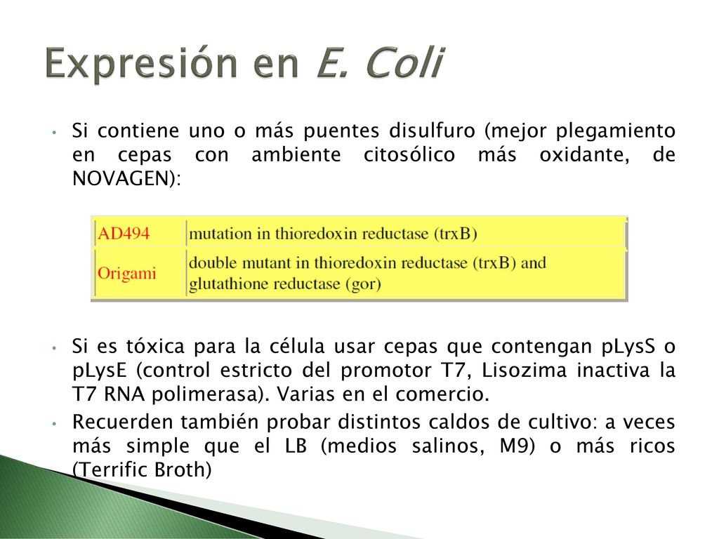 Expresión en E. Coli Si contiene uno o más puentes disulfuro (mejor plegamiento en cepas con ambiente citosólico más oxidante, de NOVAGEN):