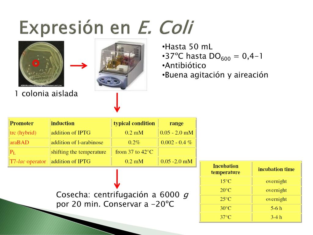 Expresión en E. Coli Hasta 50 mL 37ºC hasta DO600 = 0,4-1 Antibiótico