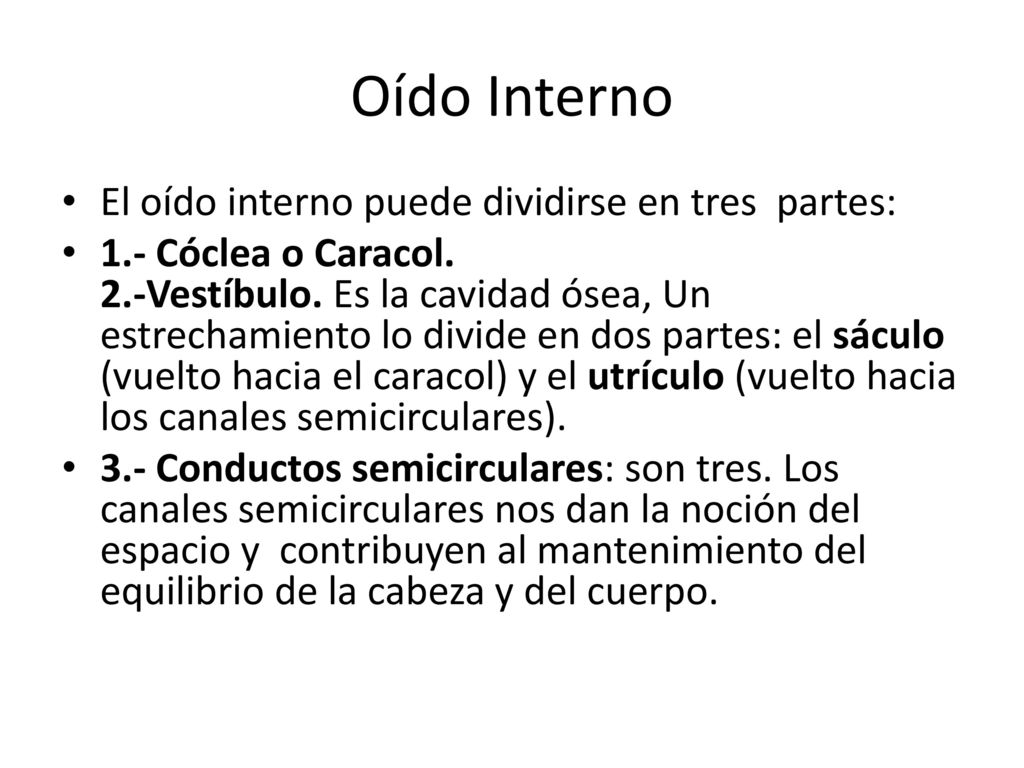 Oído Interno El oído interno puede dividirse en tres partes: