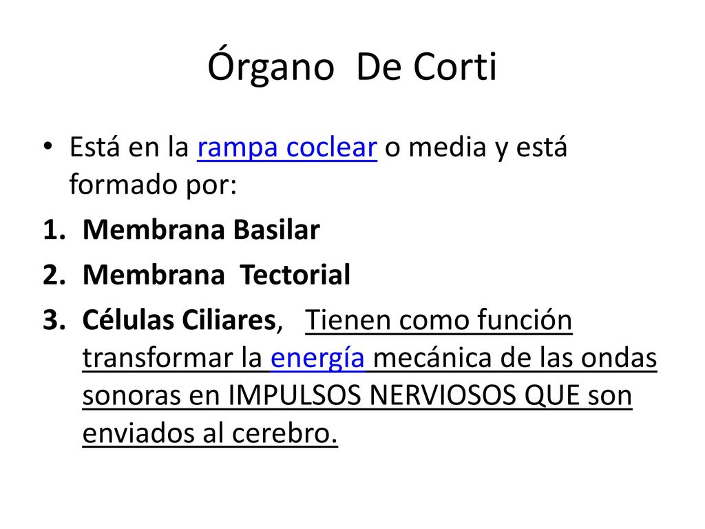 Órgano De Corti Está en la rampa coclear o media y está formado por: